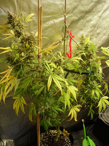 Growreport Bild 14