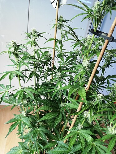 Growreport Bild 54