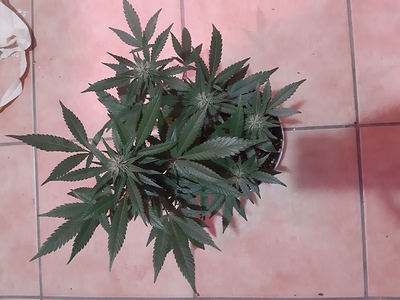 Growreport Bild 11