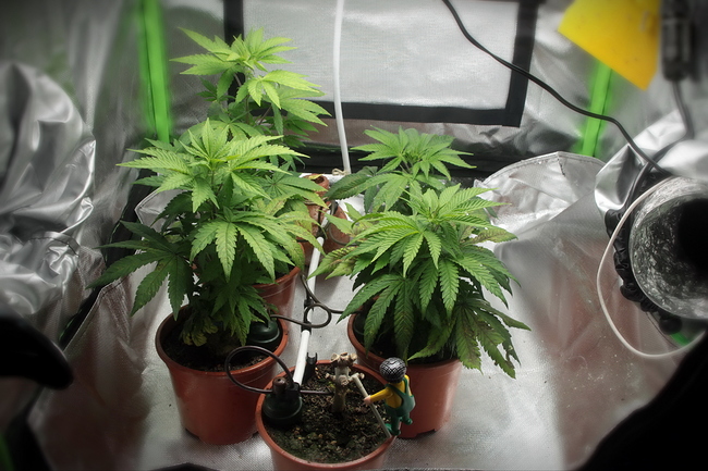 Growreport Bild 1