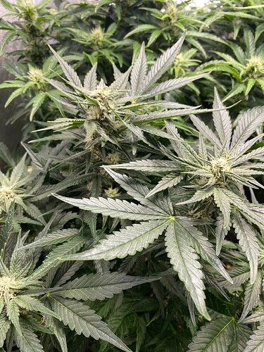 Growreport Bild 9