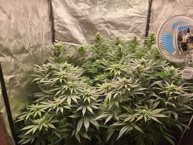 Growreport Bild 49