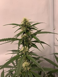 Growreport Bild 14