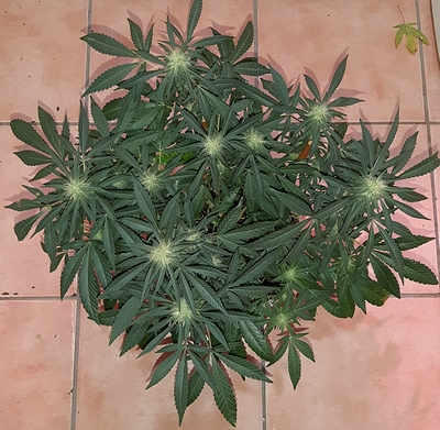 Growreport Bild 8