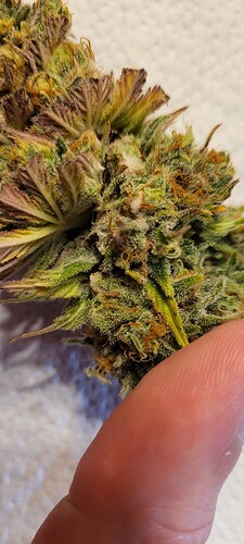 Growreport Bild 8