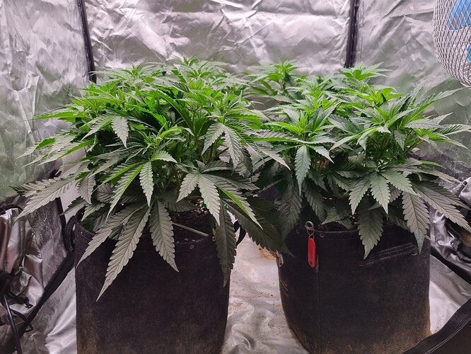 Growreport Bild 51