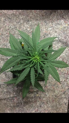 Growreport Bild 16