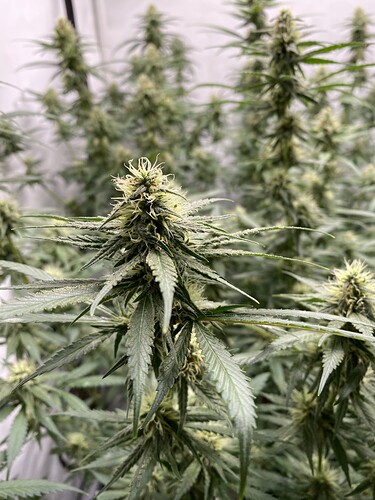 Growreport Bild 8