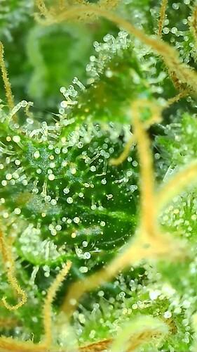 Growreport Bild 8