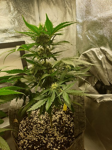 Growreport Bild 1
