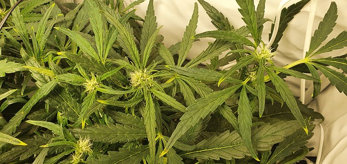Growreport Bild 8