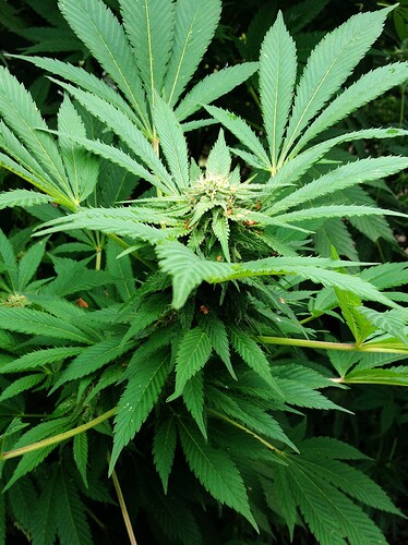 Growreport Bild 14
