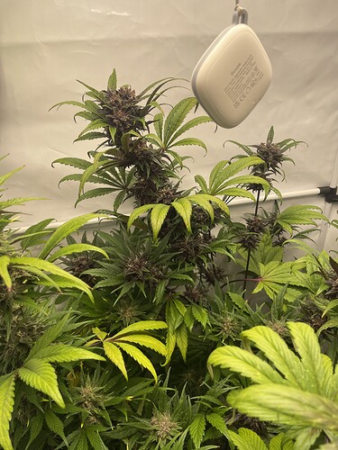 Growreport Bild 7
