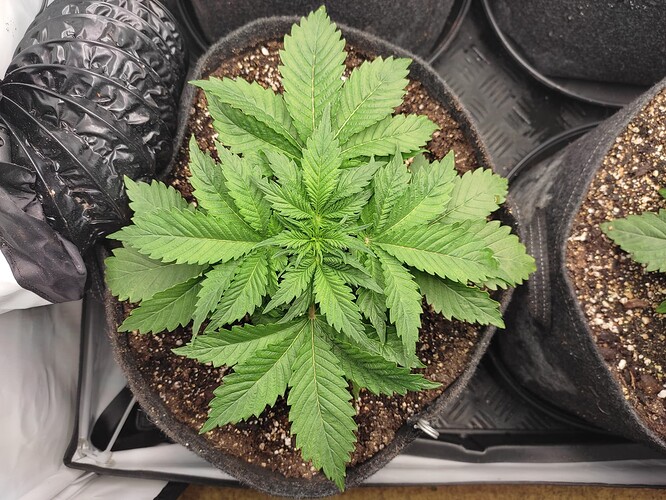 Growreport Bild 7