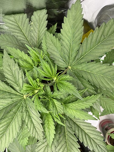 Growreport Bild 3