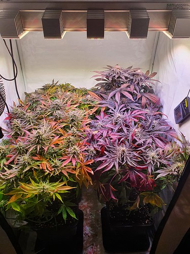 Growreport Bild 1