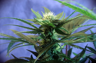 Growreport Bild 38