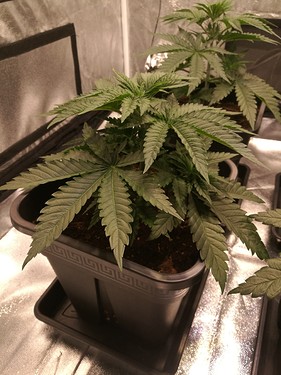 Growreport Bild 9