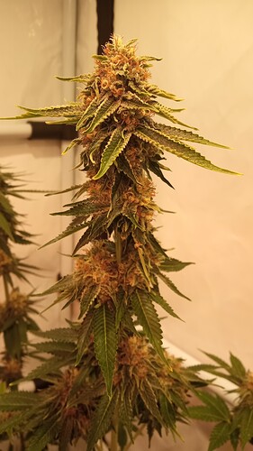 Growreport Bild 5