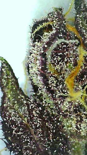 Growreport Bild 9