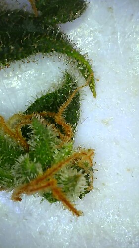 Growreport Bild 50