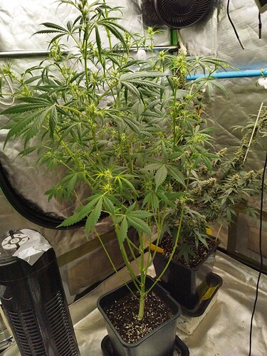 Growreport Bild 2