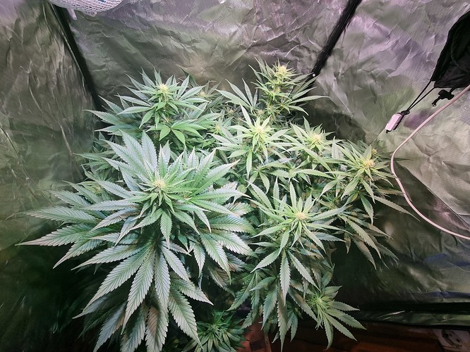 Growreport Bild 5