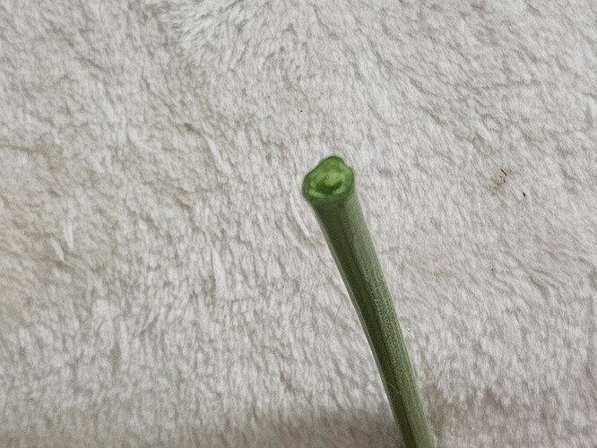 Growreport Bild 7