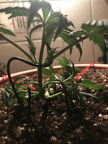 Growreport Bild 7