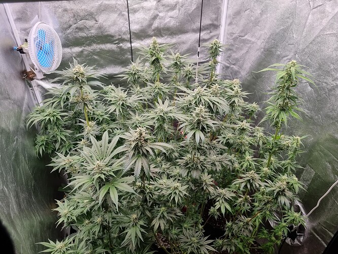 Growreport Bild 2