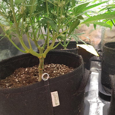 Growreport Bild 6