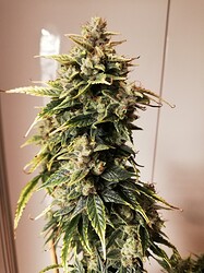 GG#1_240112-1