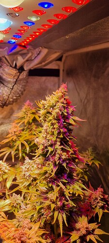 Growreport Bild 9