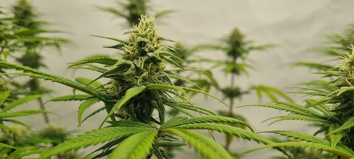 Growreport Bild 9