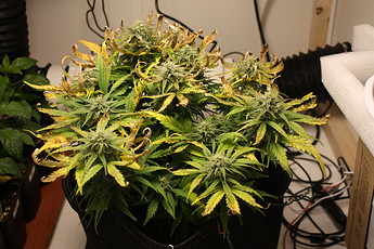 Growreport Bild 7