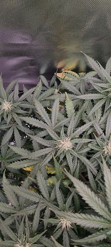 Growreport Bild 39