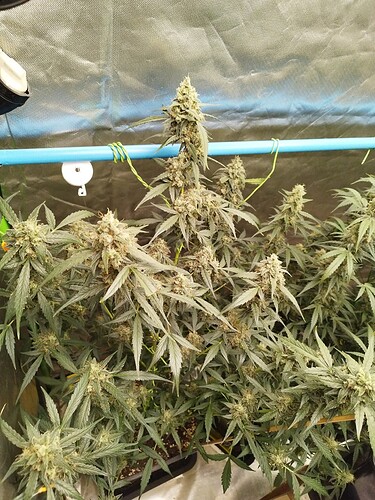 Growreport Bild 1