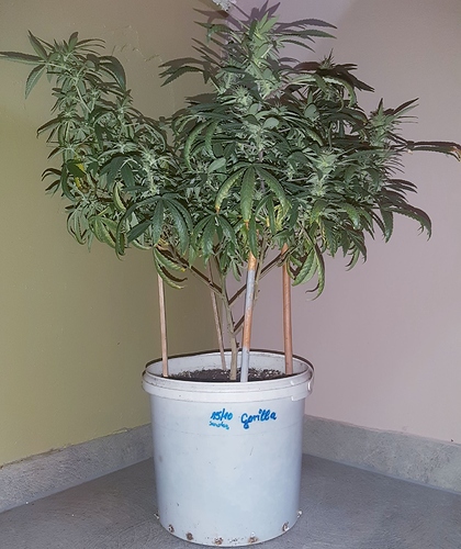 Growreport Bild 4
