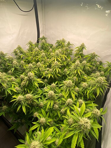 Growreport Bild 6