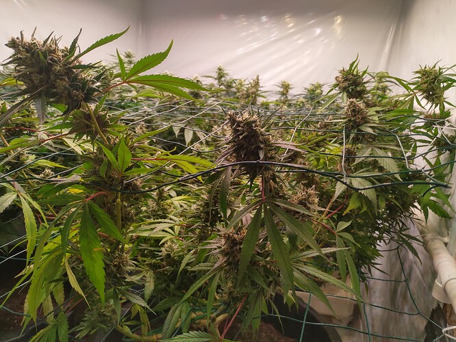 Growreport Bild 2