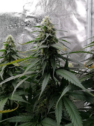 Growreport Bild 3