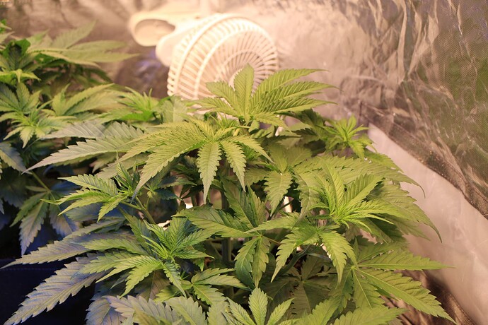 Growreport Bild 3