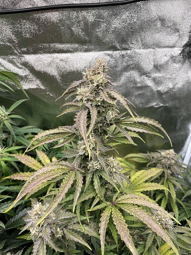 Growreport Bild 3