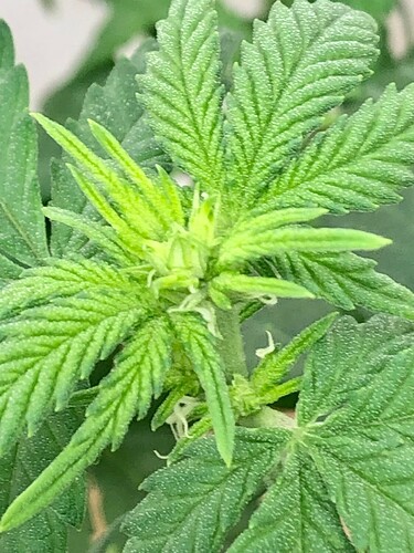 Growreport Bild 6