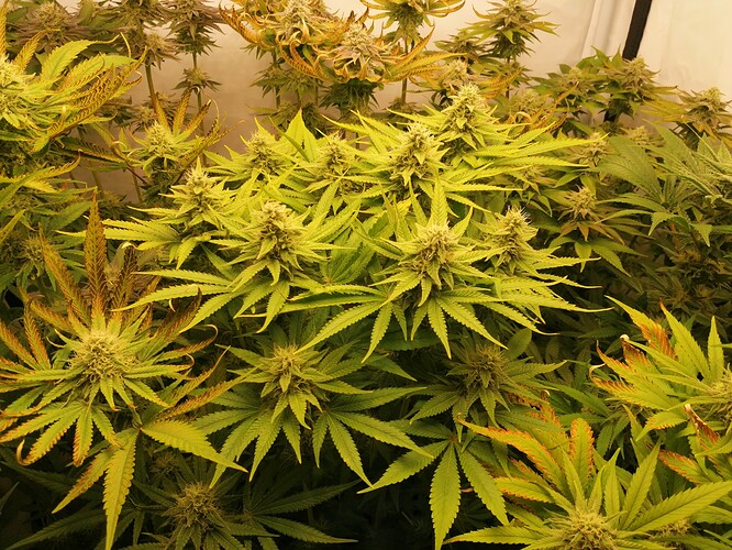 Growreport Bild 7
