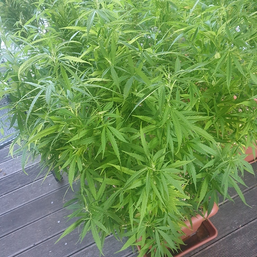 15967382500864988363321654277757