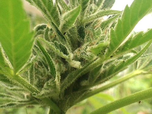 Growreport Bild 21
