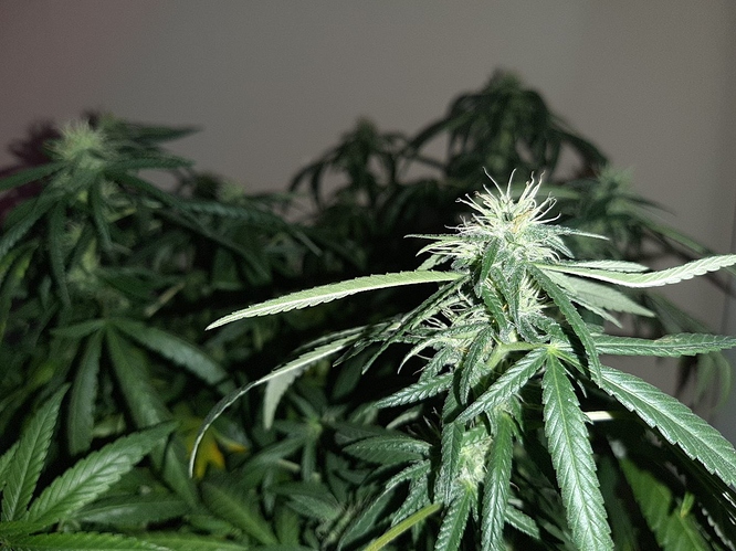 Growreport Bild 6