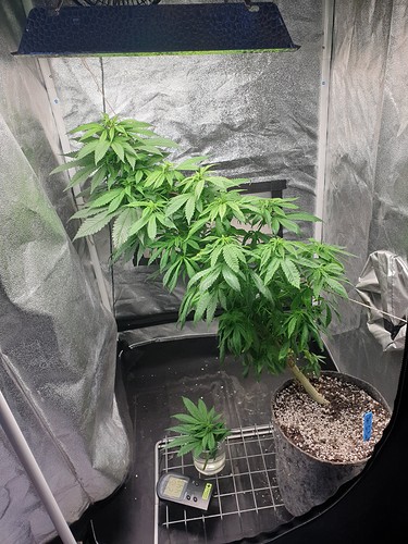 Growreport Bild 9