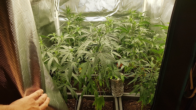 Growreport Bild 7